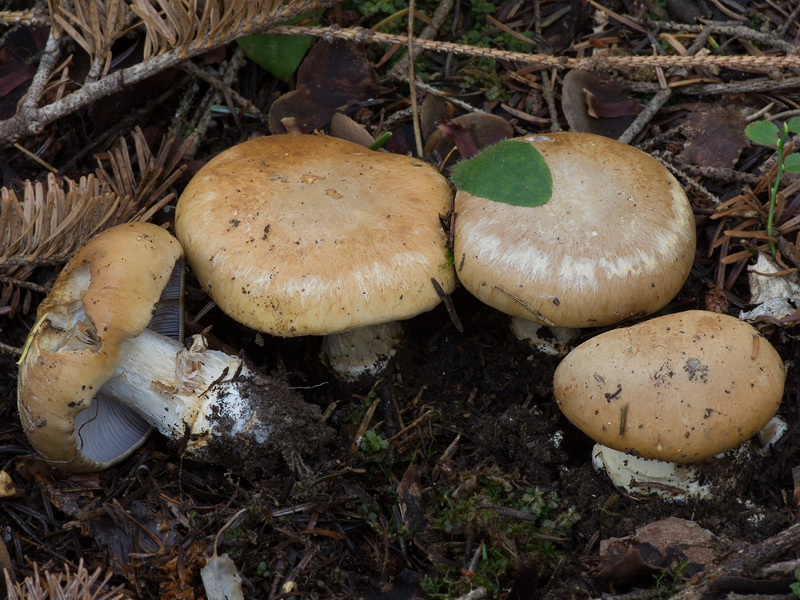 Cortinarius olidoamarus